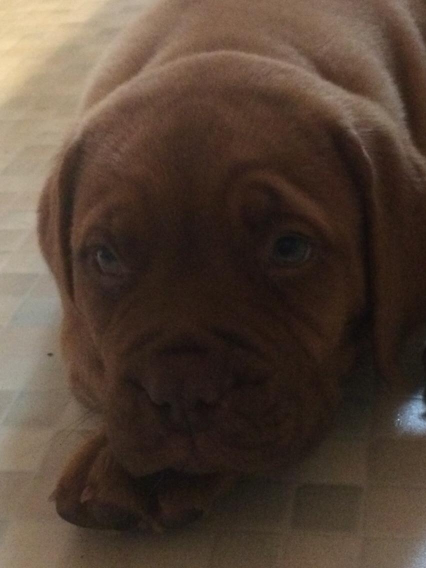 Dogue de bordeaux Jax<3 billede 7