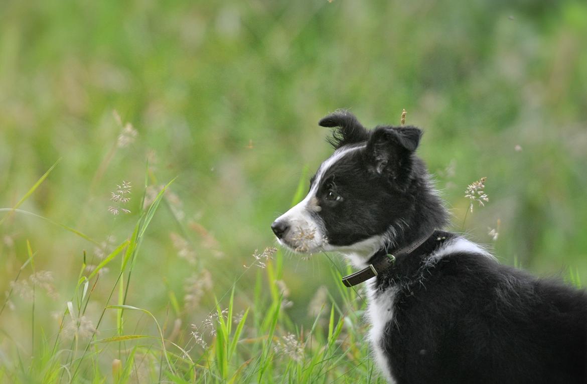 Border collie Menellis Rey billede 21