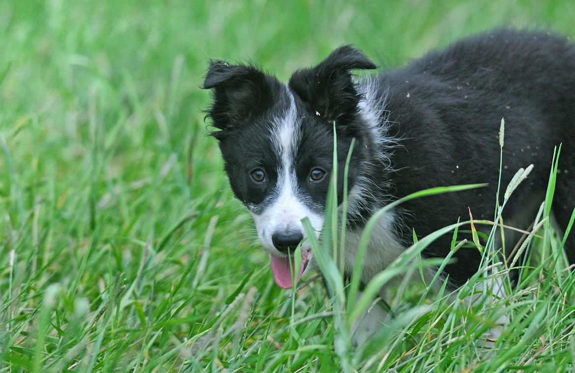 Border collie Menellis Rey billede 22