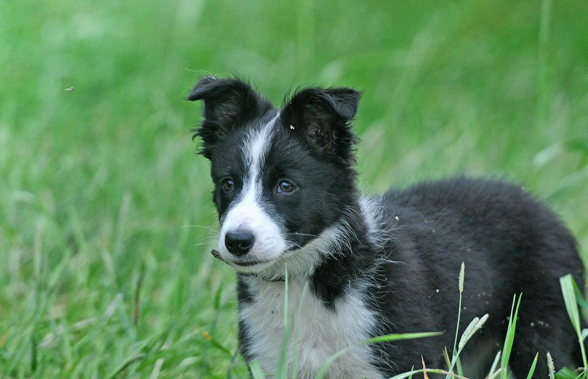 Border collie Menellis Rey billede 24