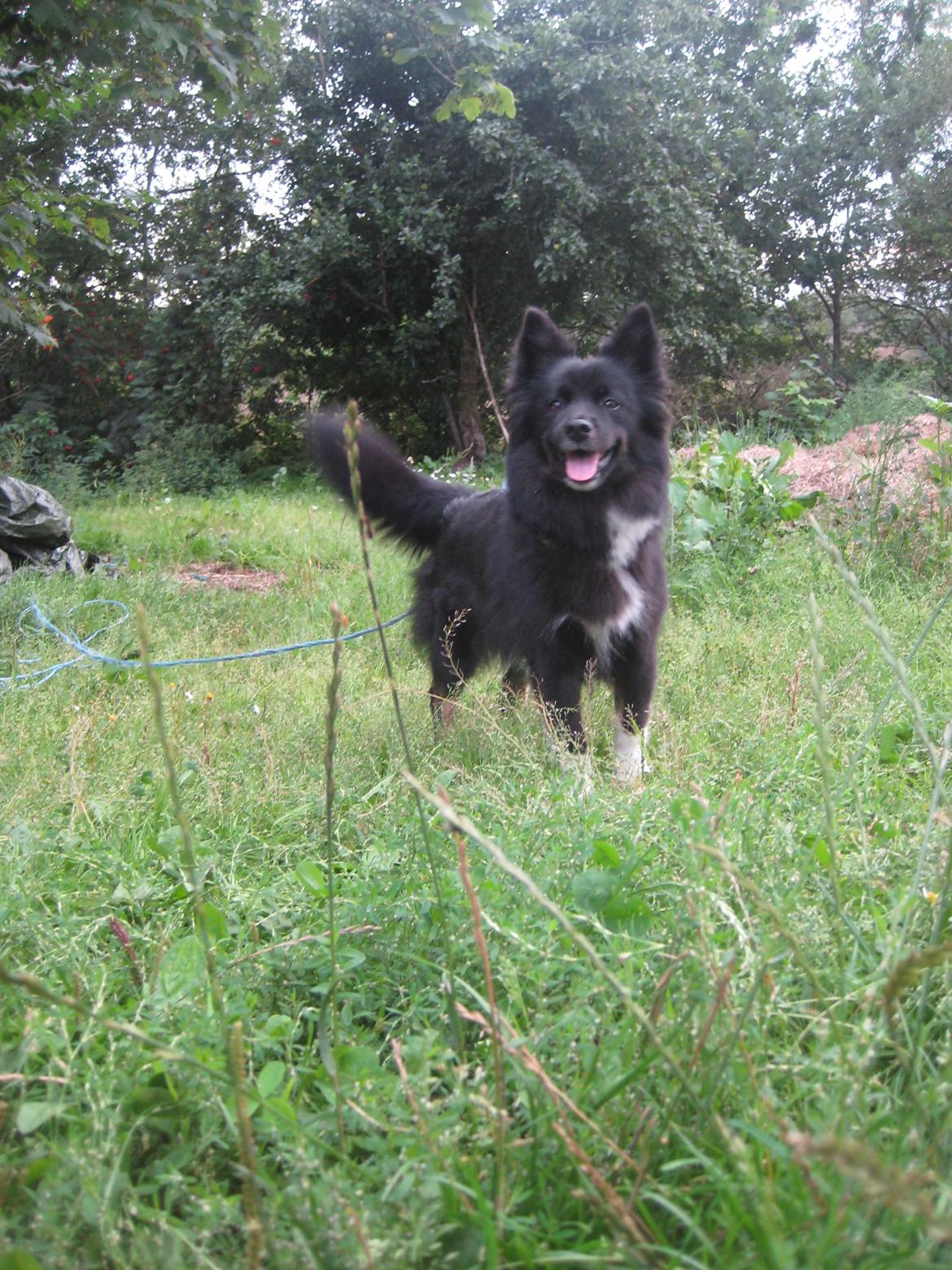 Islandsk fårehund Gaiva ~*Himmel hund*~ billede 3