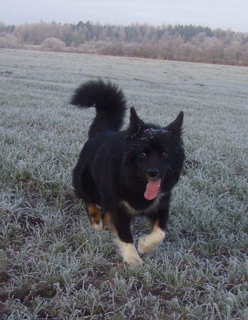 Islandsk fårehund Gaiva ~*Himmel hund*~ billede 11