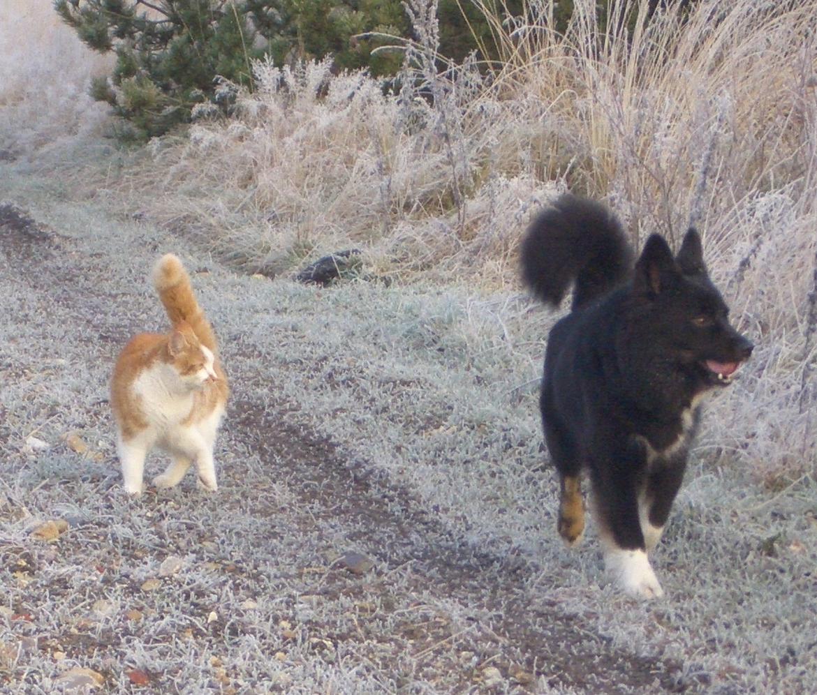 Islandsk fårehund Gaiva ~*Himmel hund*~ - på skovtur med futte:-) billede 12