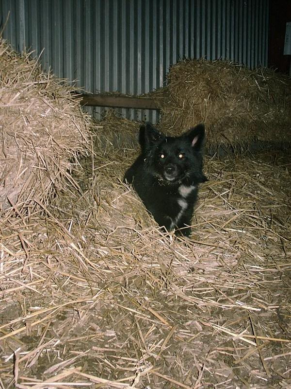 Islandsk fårehund Gaiva ~*Himmel hund*~ billede 14