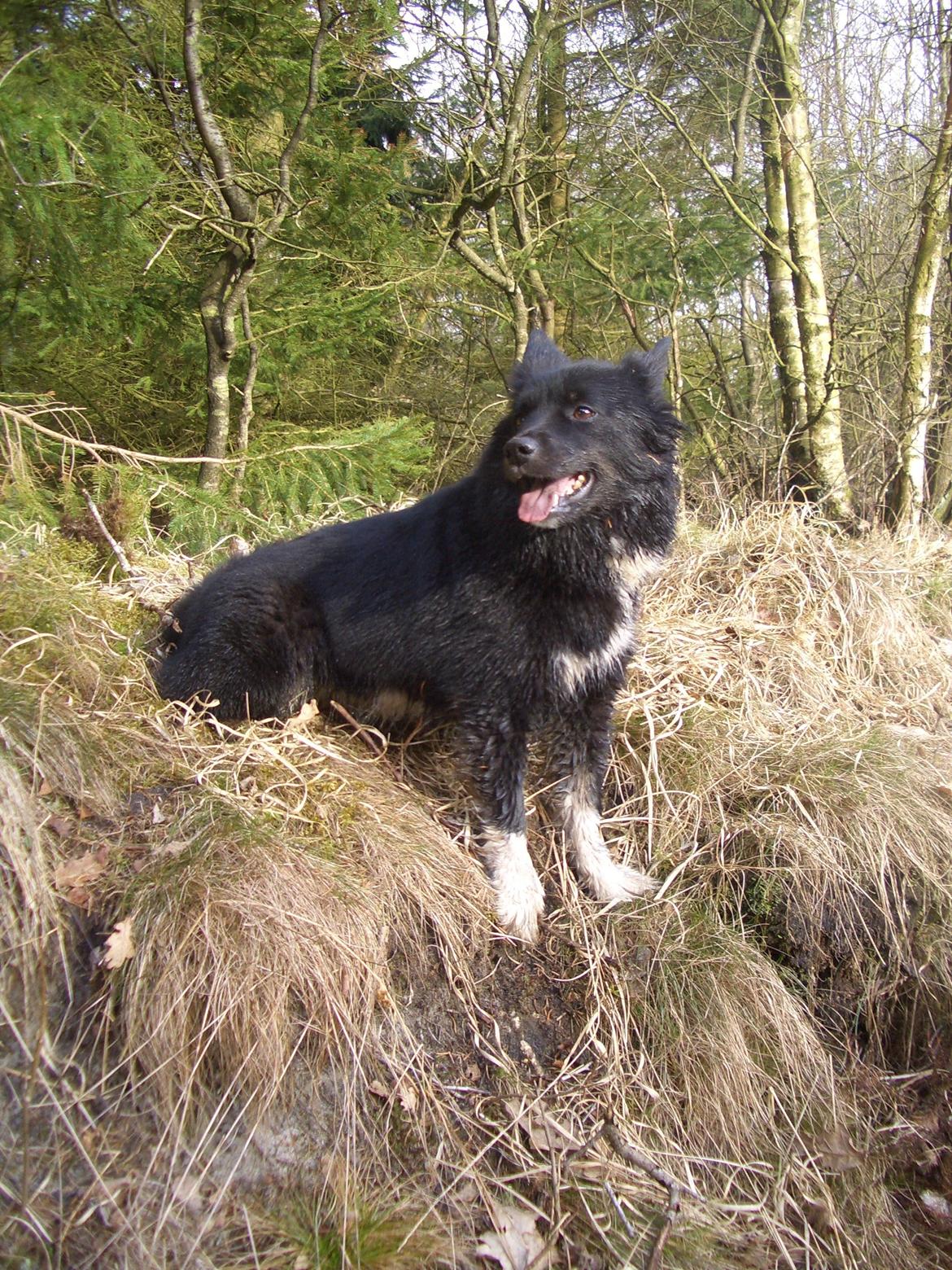 Islandsk fårehund Gaiva ~*Himmel hund*~ billede 18