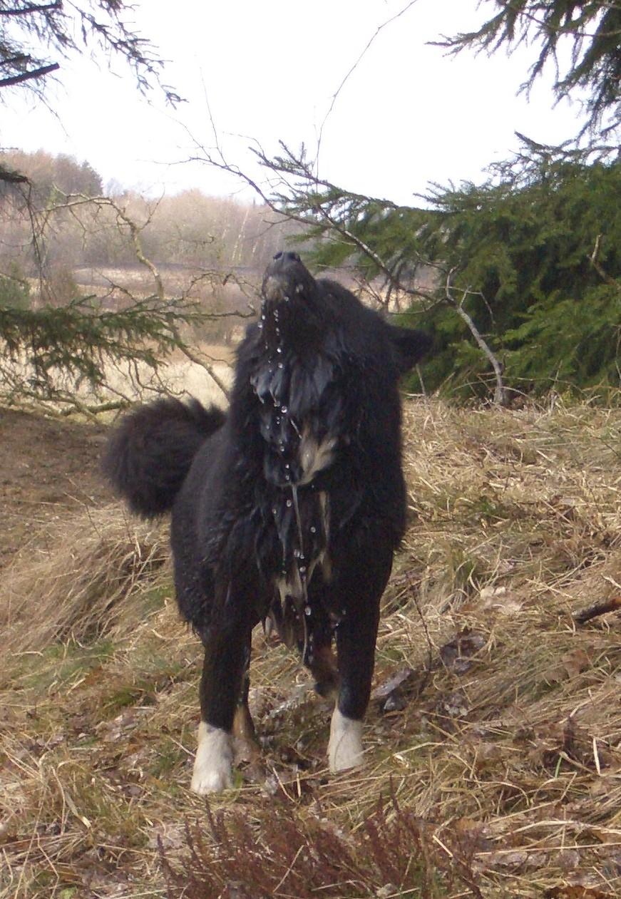 Islandsk fårehund Gaiva ~*Himmel hund*~ billede 19