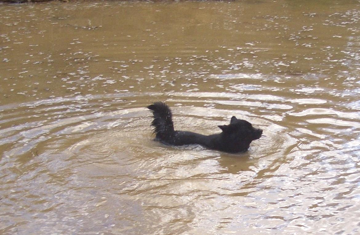 Islandsk fårehund Gaiva ~*Himmel hund*~ billede 23