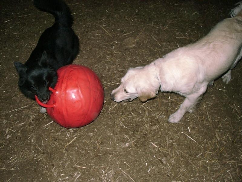 Islandsk fårehund Gaiva ~*Himmel hund*~ billede 24