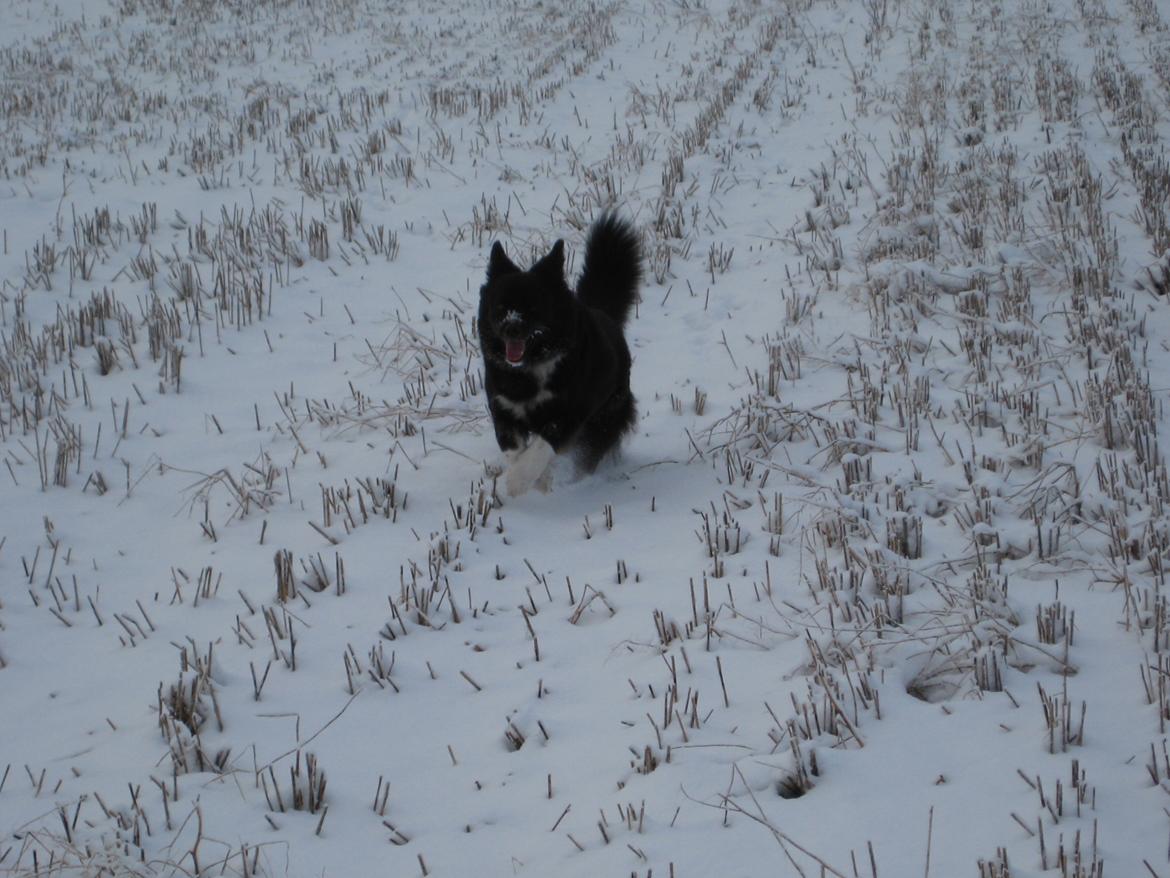 Islandsk fårehund Gaiva ~*Himmel hund*~ billede 27