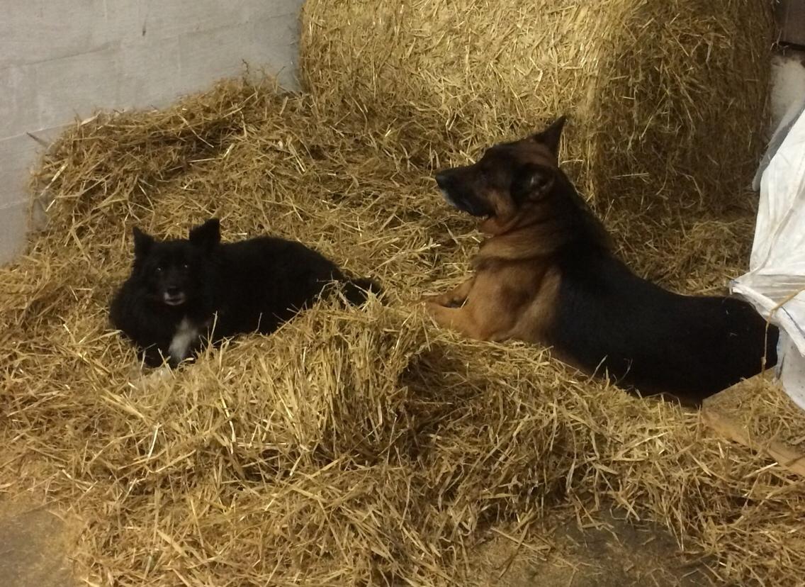 Islandsk fårehund Gaiva ~*Himmel hund*~ - Gaiva og Ozzy slapper af efter at have leget:-) billede 32