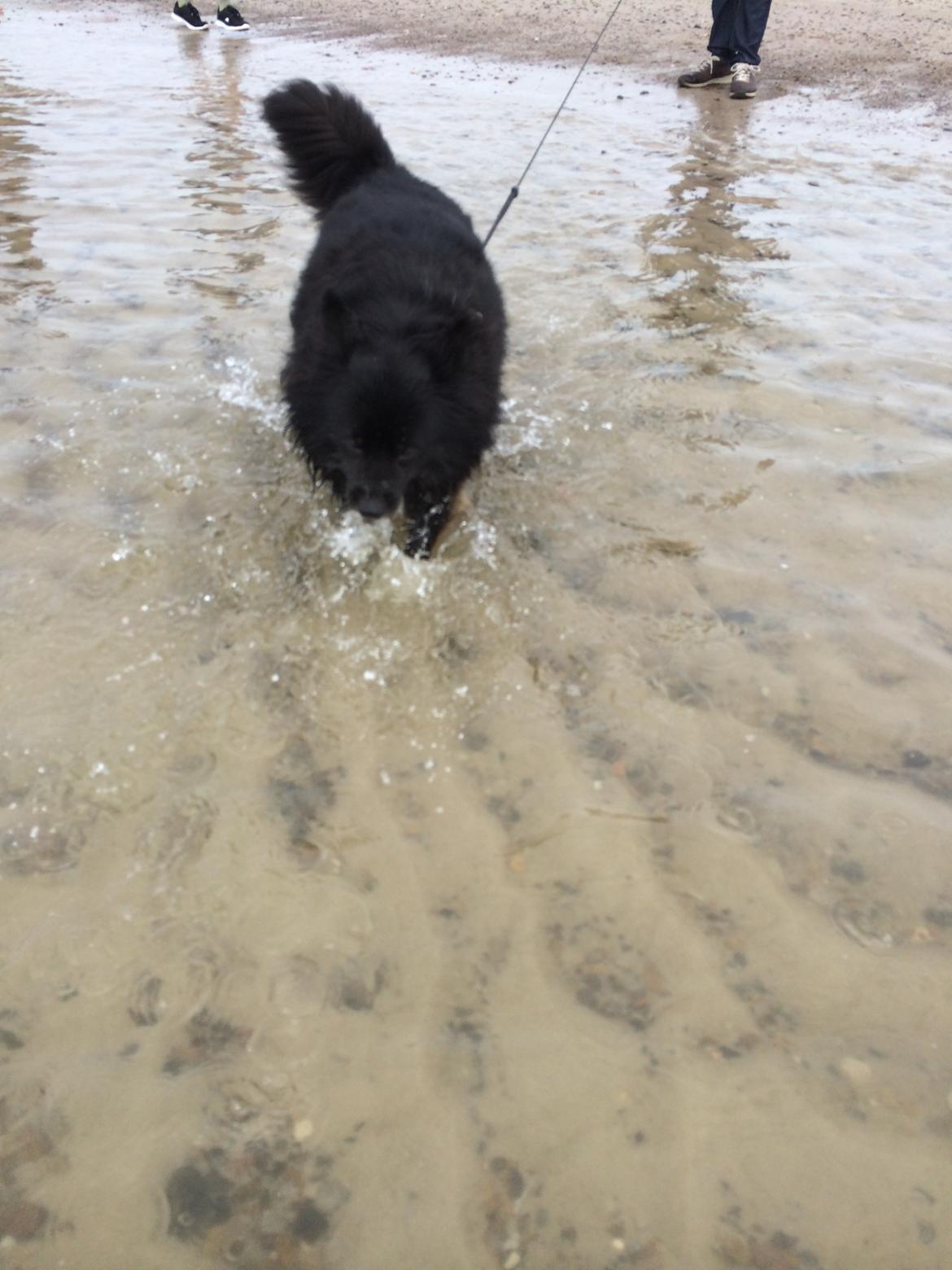 Islandsk fårehund Gaiva ~*Himmel hund*~ billede 38