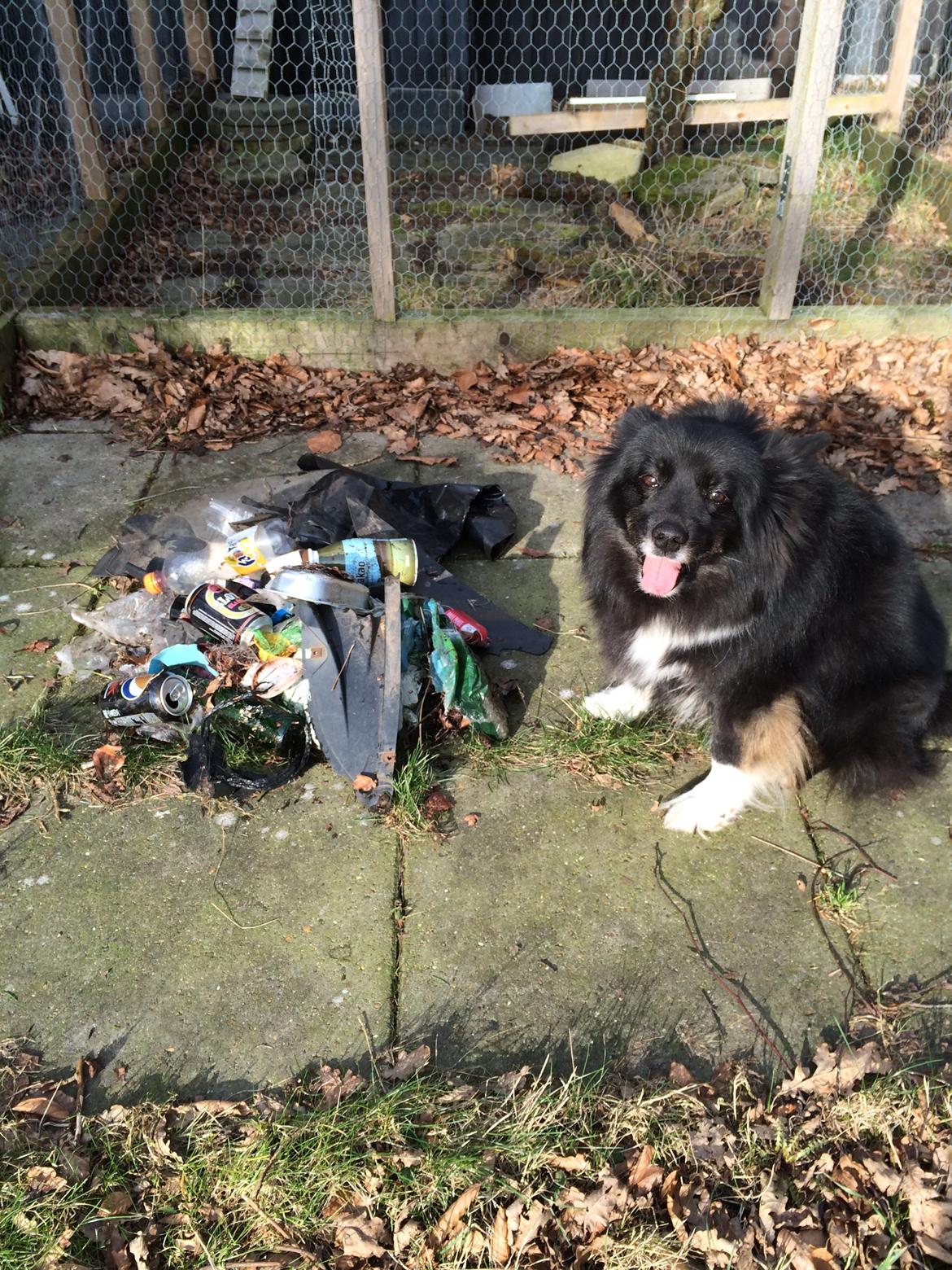 Islandsk fårehund Gaiva ~*Himmel hund*~ - Gaiva og jeg samler affald på mange af vores gåture billede 40