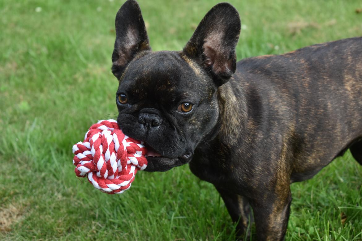 Fransk bulldog Alba - Wuifgaards Fifi billede 3