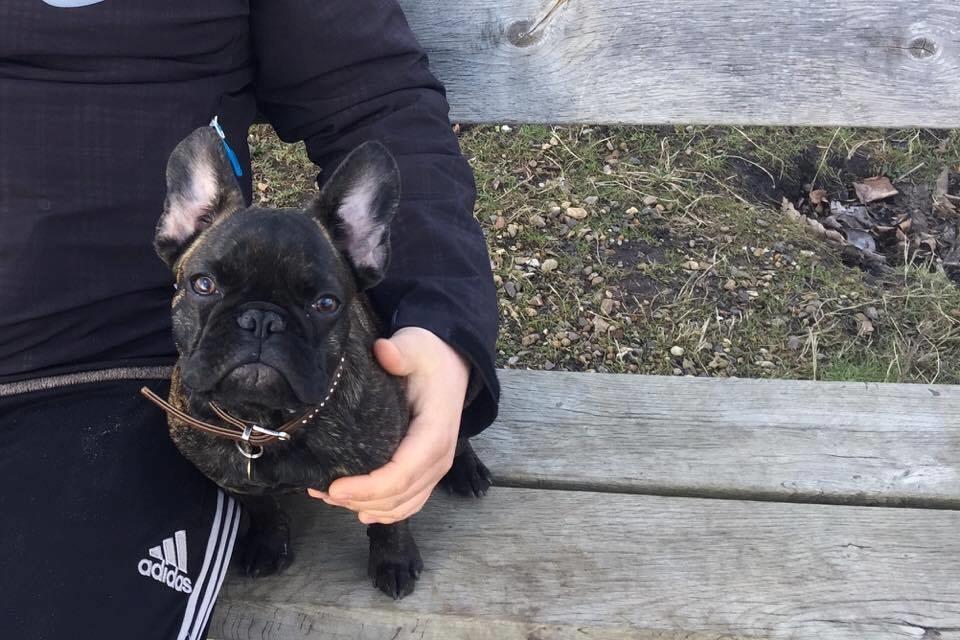 Fransk bulldog Alba - Wuifgaards Fifi billede 12