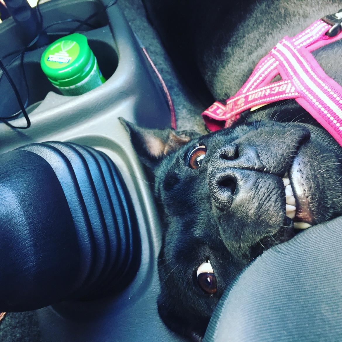 Staffordshire bull terrier Gadfelt's Delightful Athena billede 8