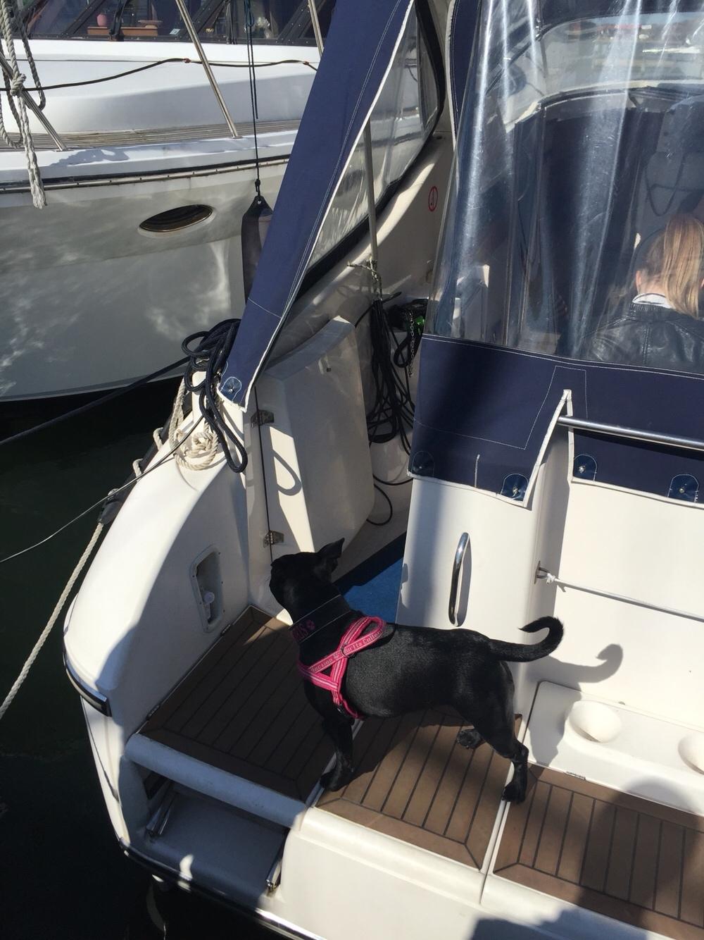 Staffordshire bull terrier Gadfelt's Delightful Athena billede 10