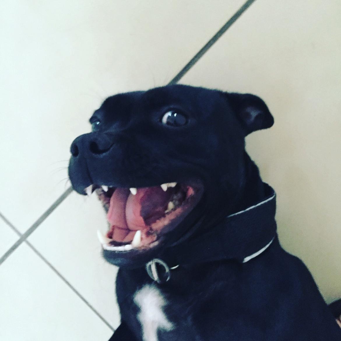 Staffordshire bull terrier Gadfelt's Delightful Athena billede 12