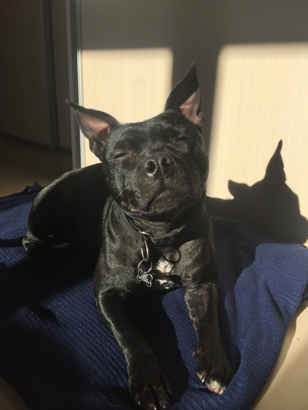 Staffordshire bull terrier Gadfelt's Delightful Athena billede 13