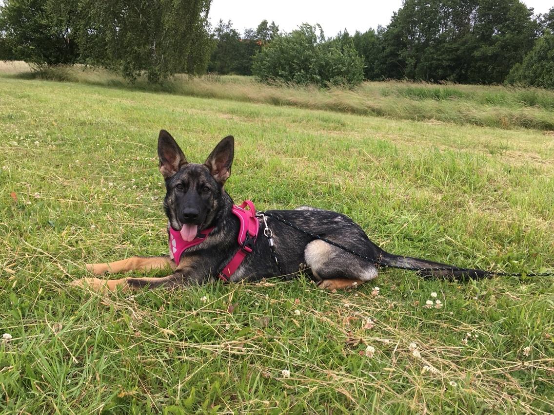 Schæferhund Weedfald Enya billede 12