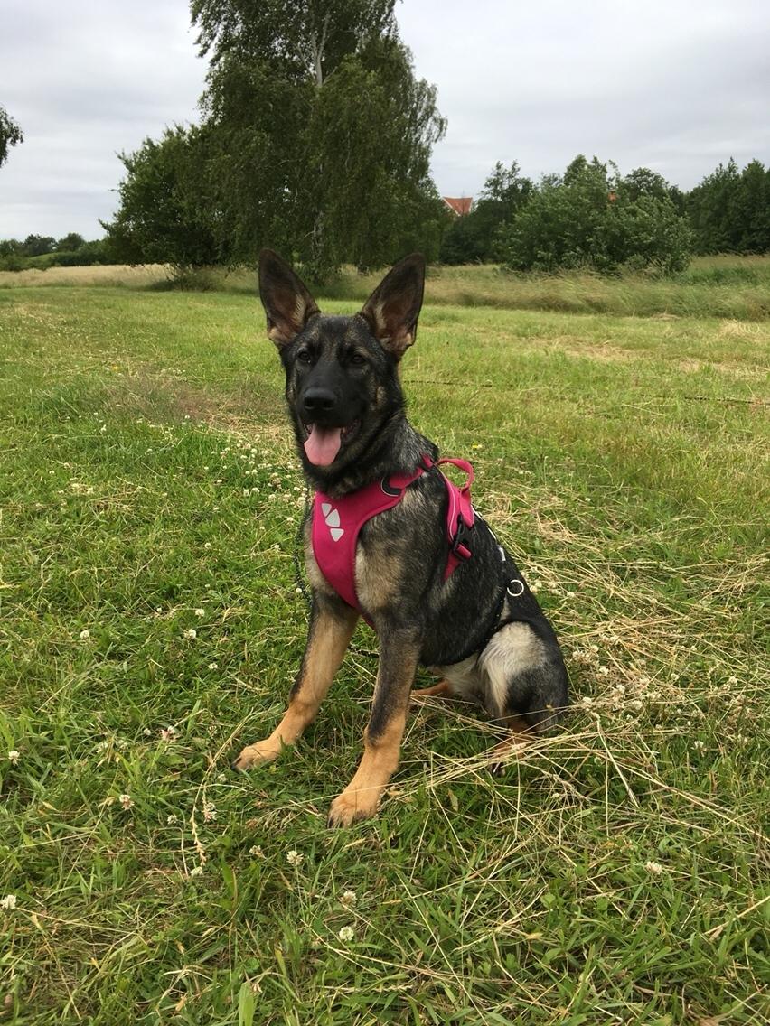 Schæferhund Weedfald Enya billede 13