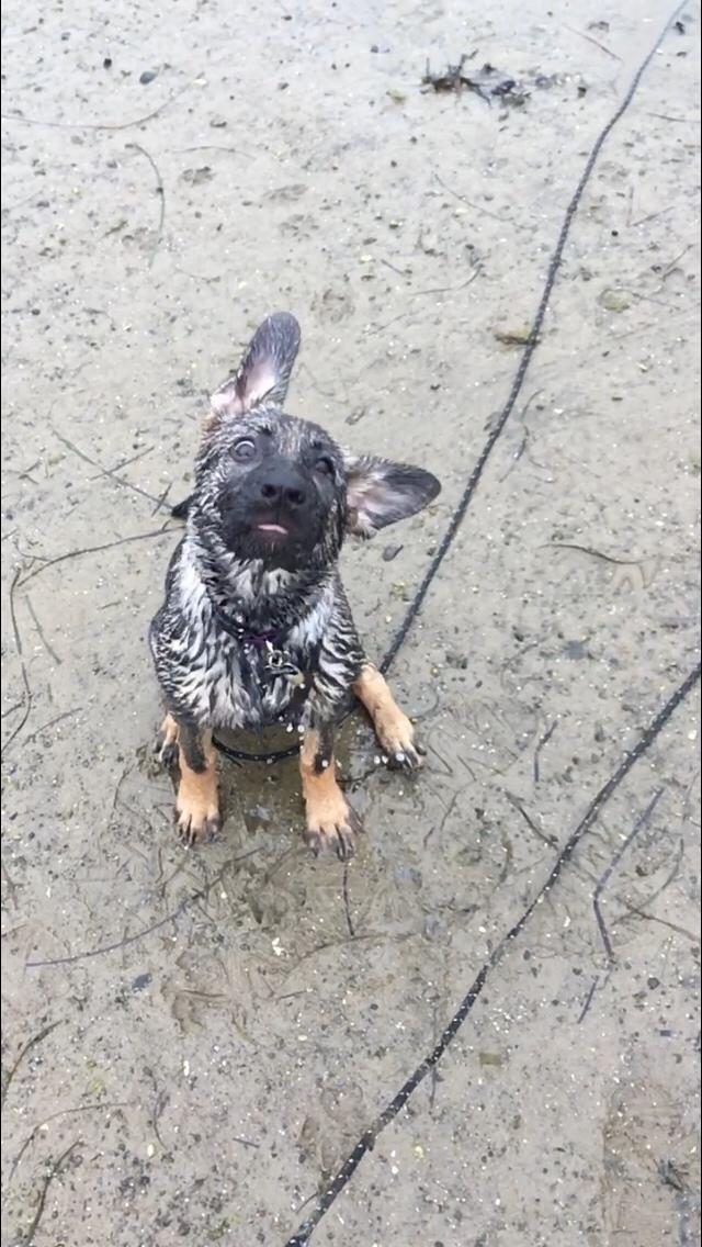 Schæferhund Weedfald Enya billede 14