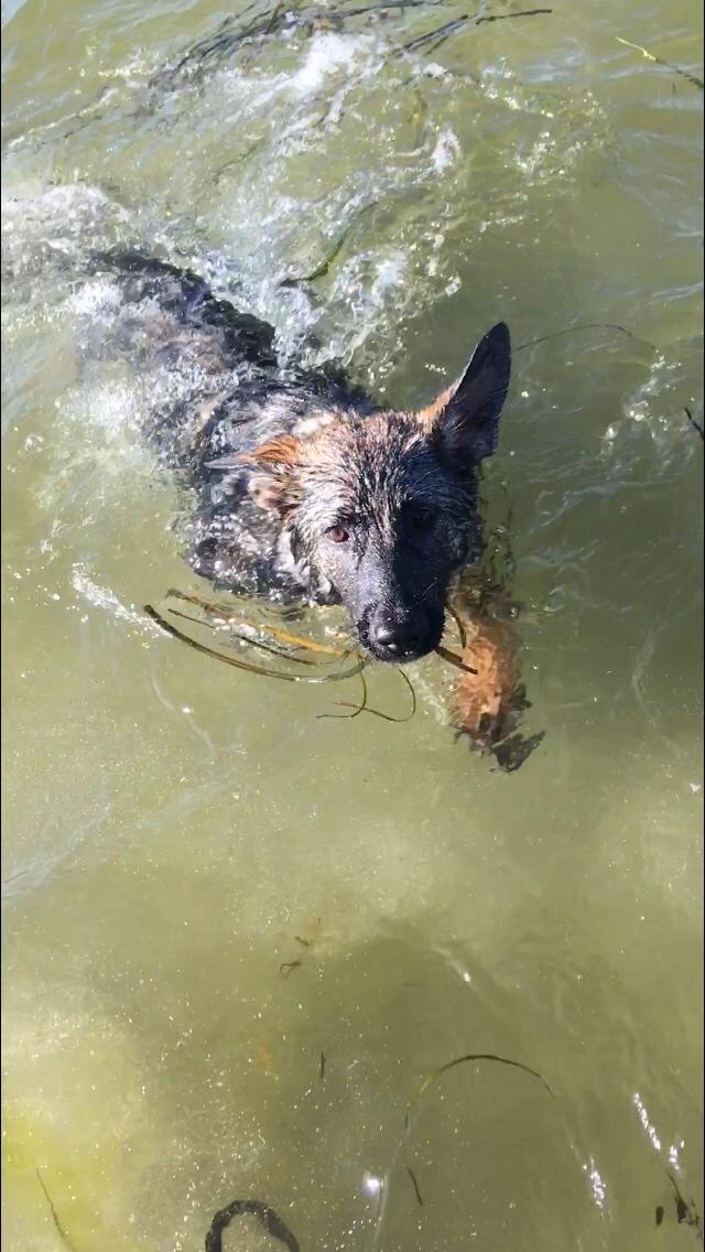 Schæferhund Weedfald Enya billede 15