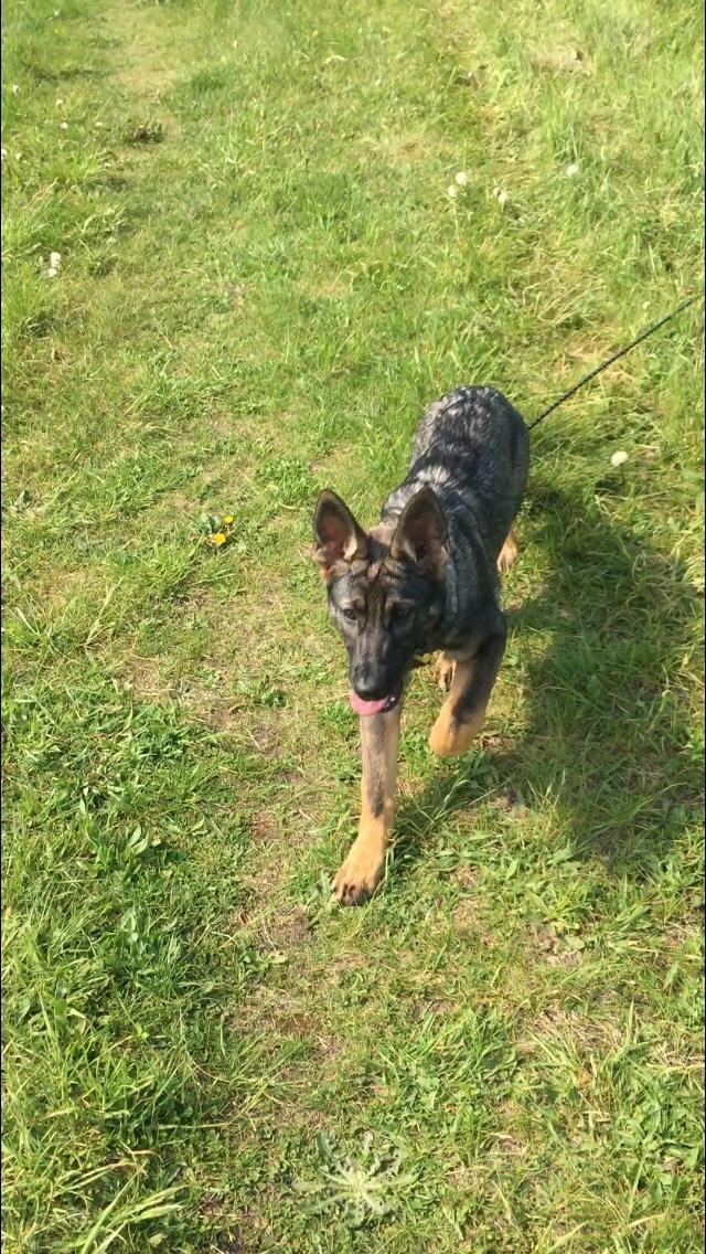 Schæferhund Weedfald Enya billede 16