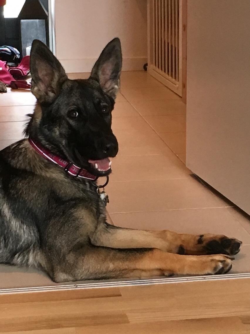 Schæferhund Weedfald Enya billede 17
