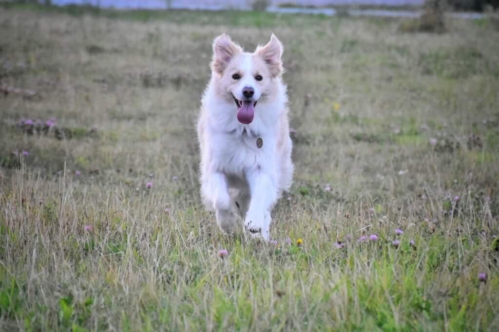 Border collie Zecara's Funky Diva (Himmelhund) billede 2