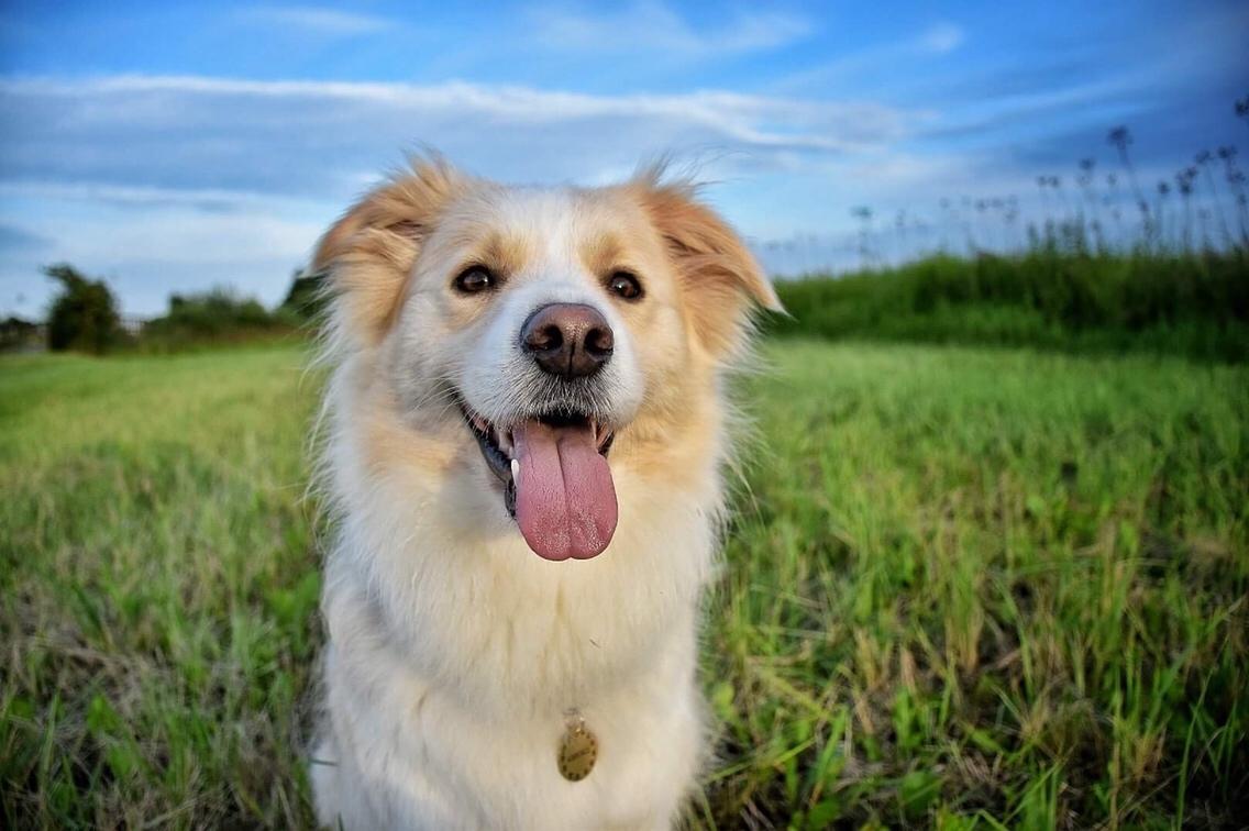 Border collie Zecara's Funky Diva (Himmelhund) billede 1