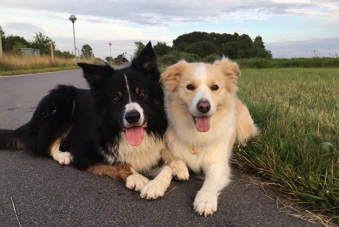 Border collie Zecara's Funky Diva (Himmelhund) billede 3