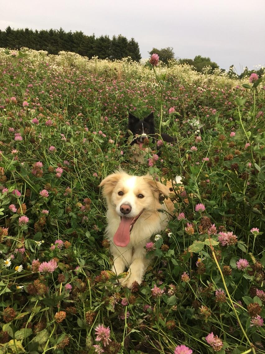 Border collie Zecara's Funky Diva (Himmelhund) billede 8