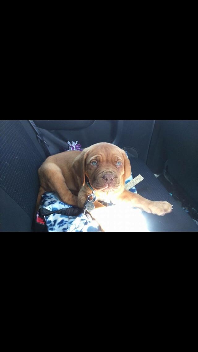 Dogue de bordeaux Jax<3 billede 12