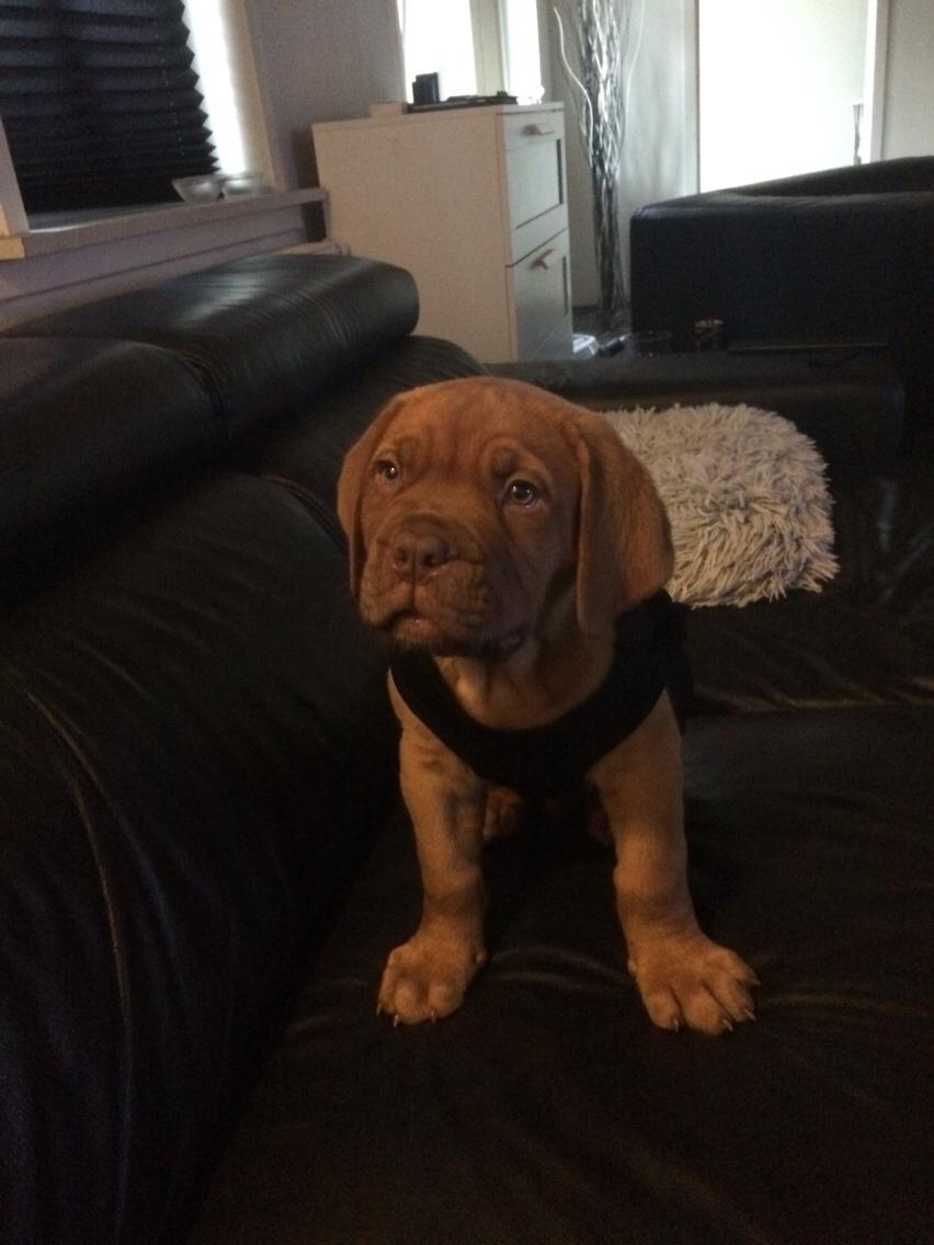 Dogue de bordeaux Jax<3 billede 13