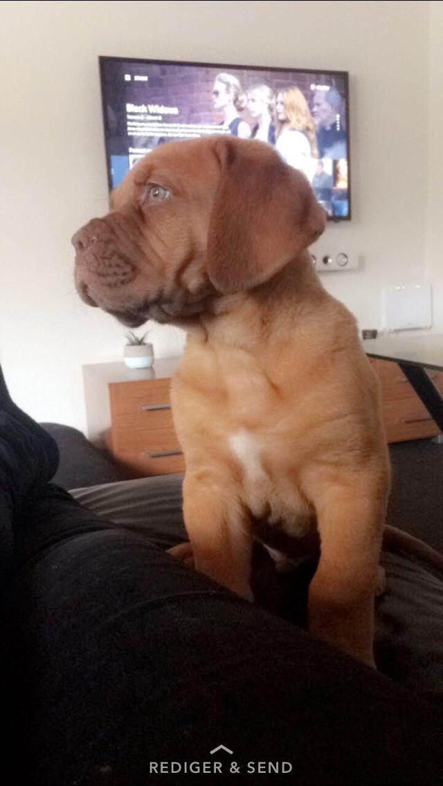 Dogue de bordeaux Jax<3 billede 15