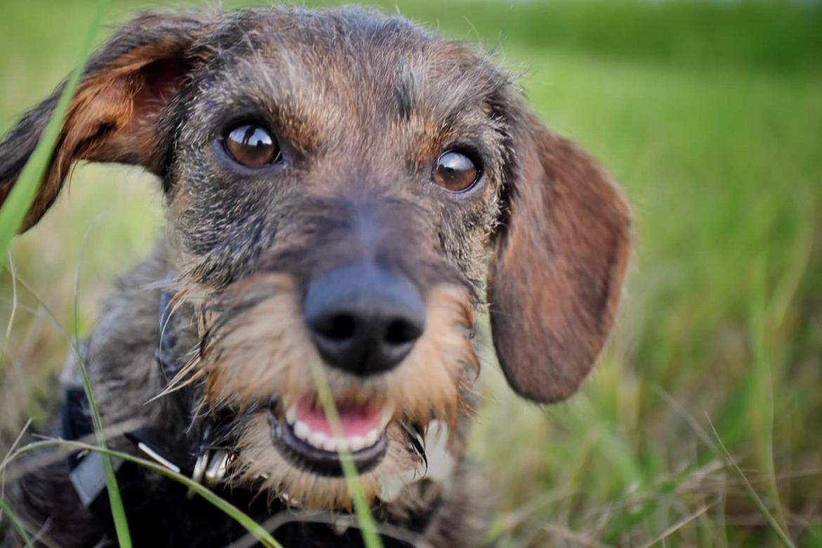 Dværggravhund Agnes. ( Himmelhund ) billede 42