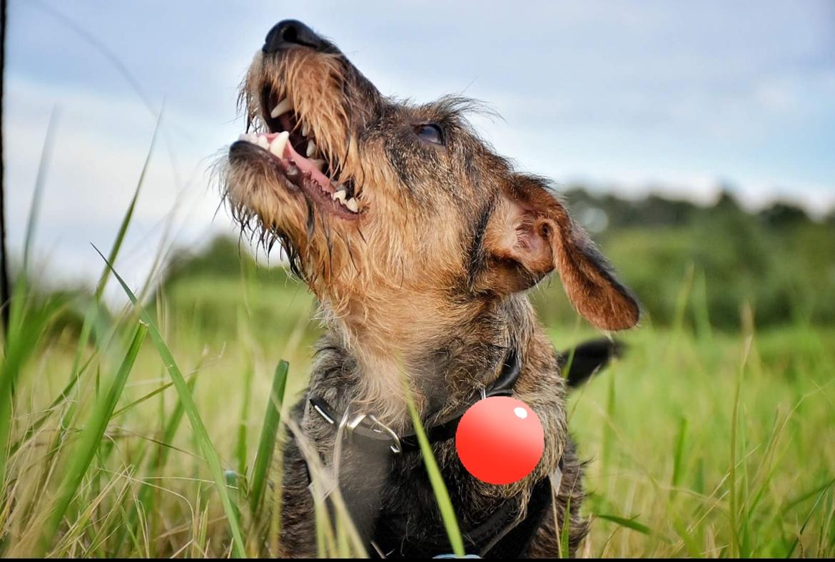 Dværggravhund Agnes. ( Himmelhund ) billede 45