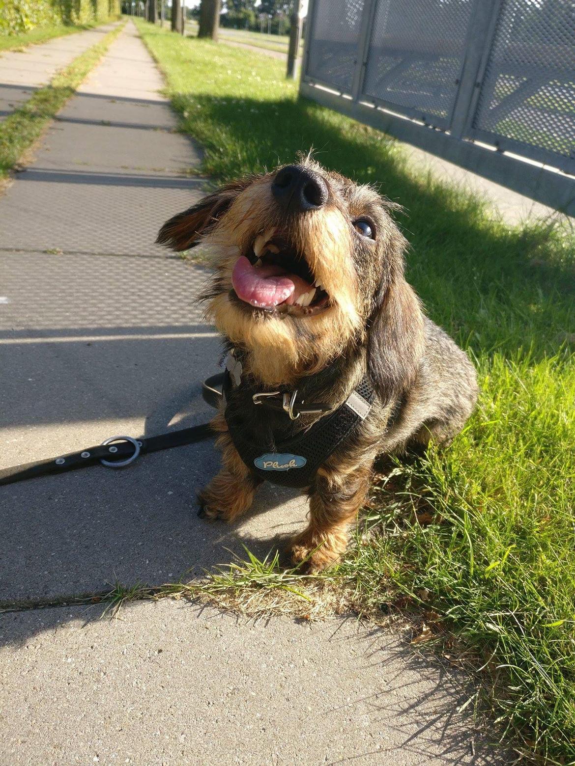 Dværggravhund Agnes. ( Himmelhund ) billede 46