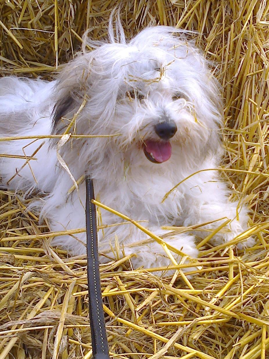 Coton de tulear King billede 12