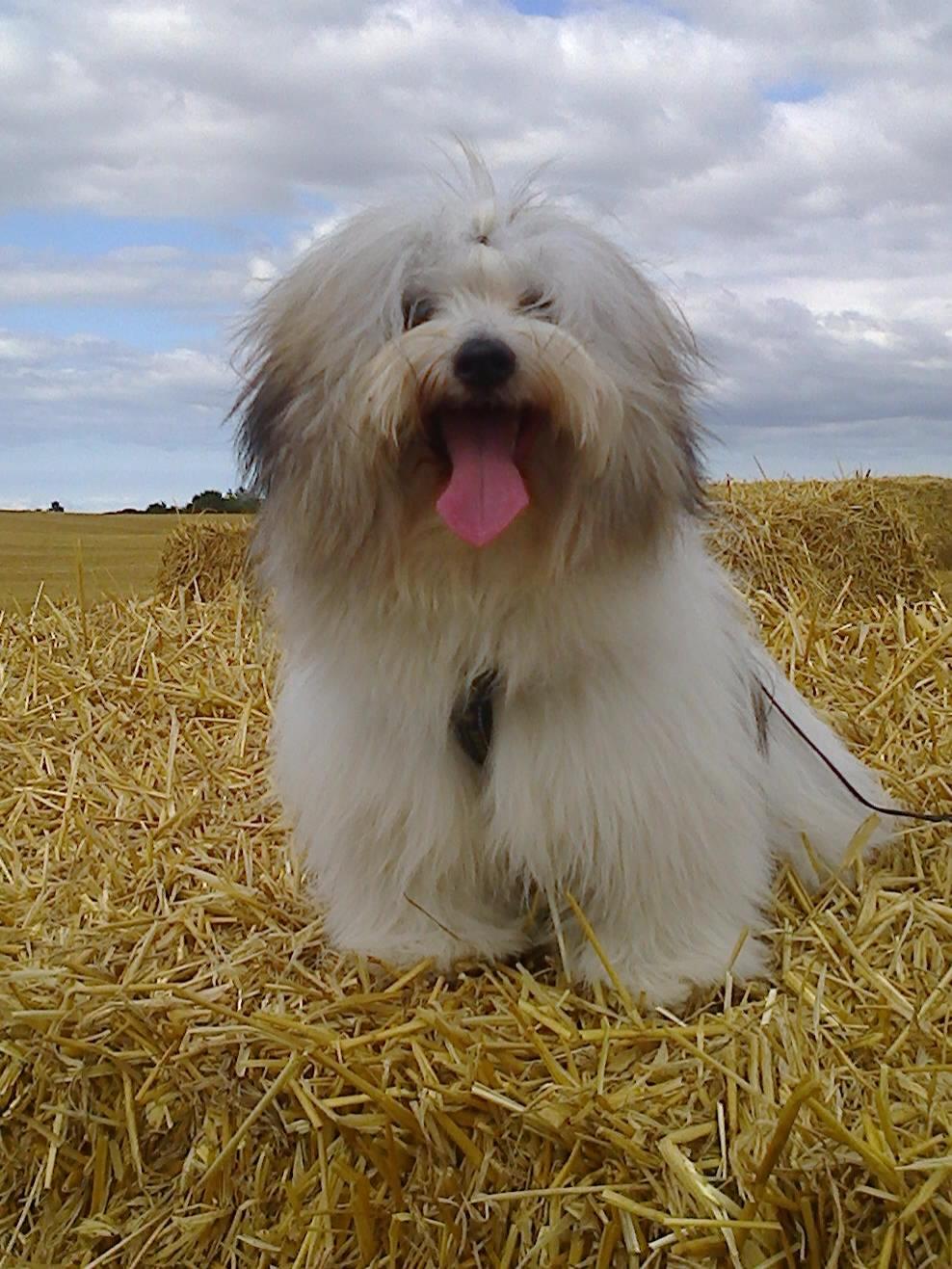 Coton de tulear King billede 11