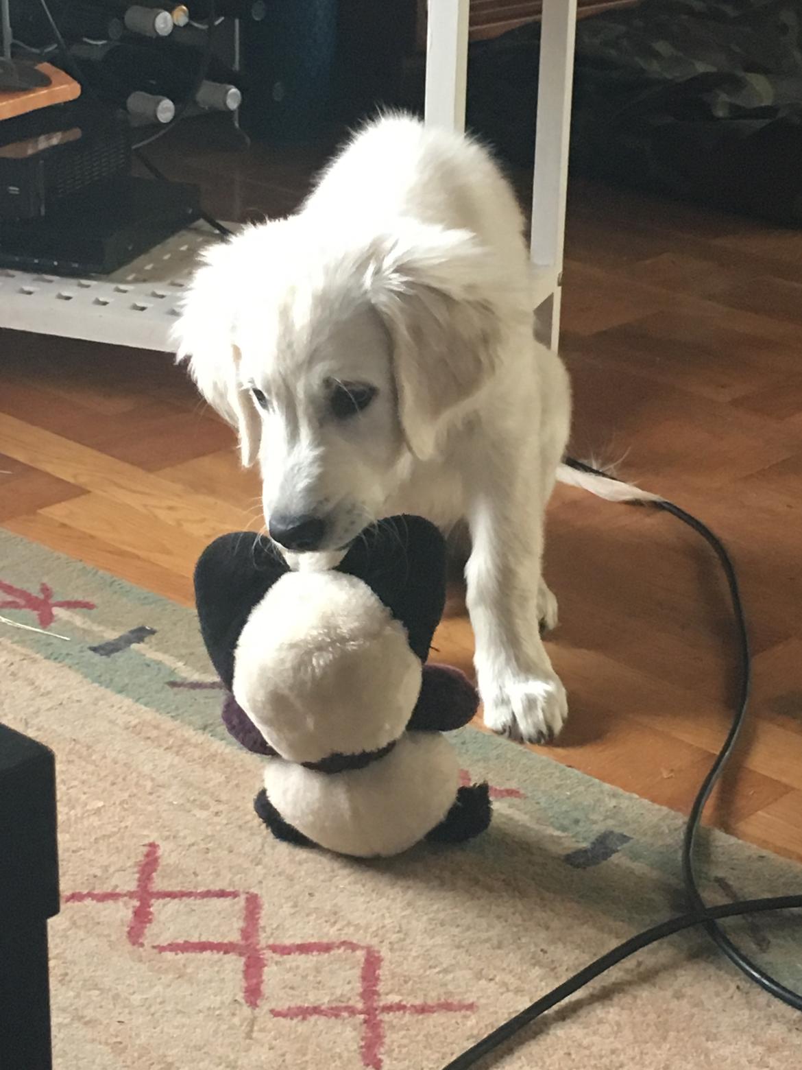 Golden retriever Fabray Globalizer (Delta) billede 26