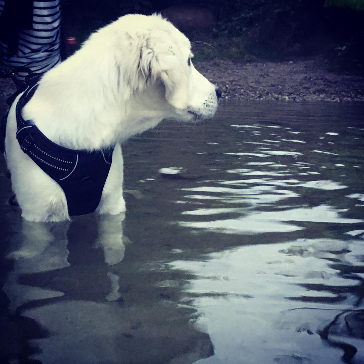 Golden retriever Fabray Globalizer (Delta) billede 28