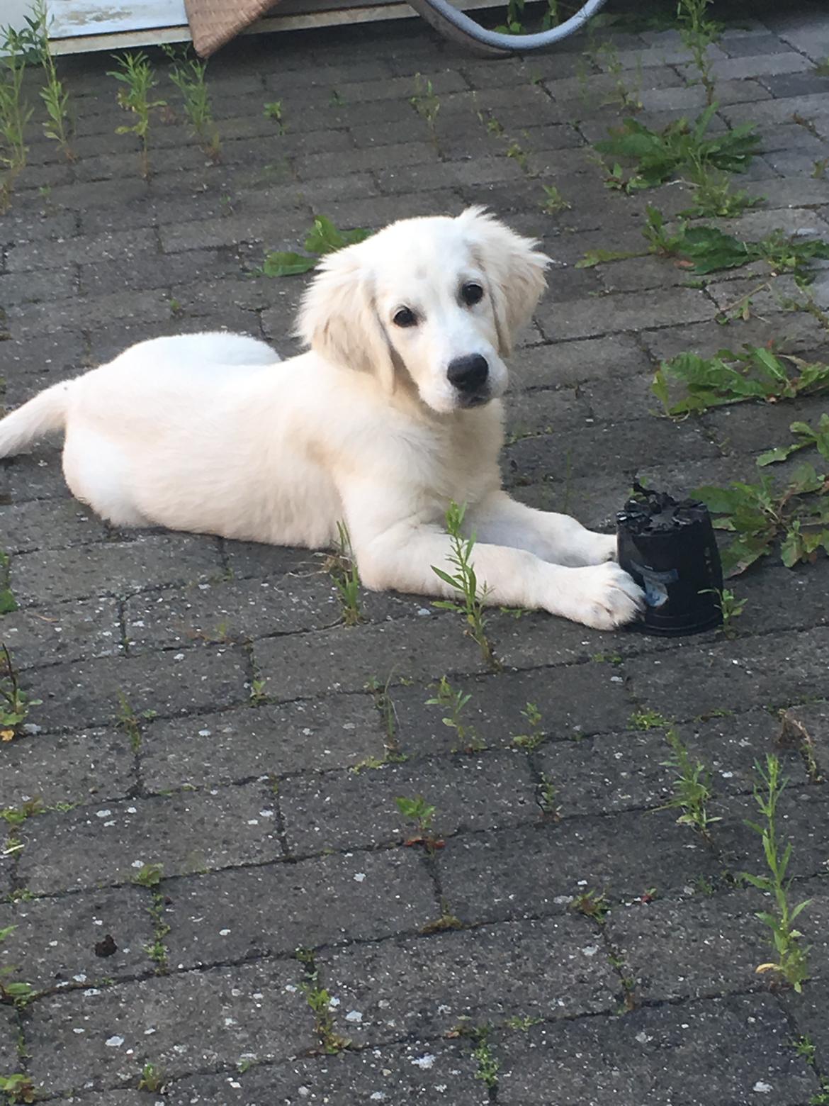 Golden retriever Fabray Globalizer (Delta) billede 27