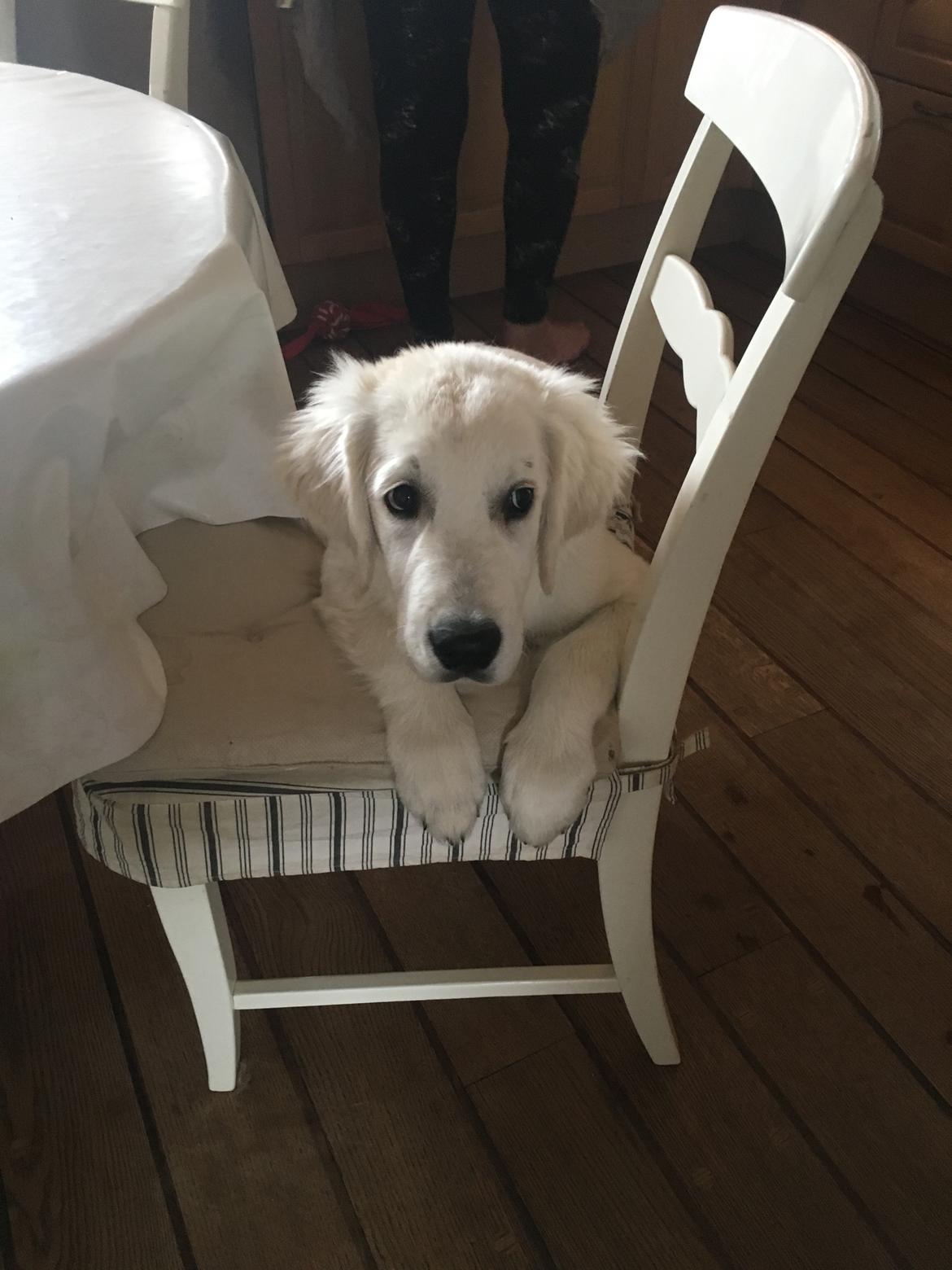 Golden retriever Fabray Globalizer (Delta) billede 29