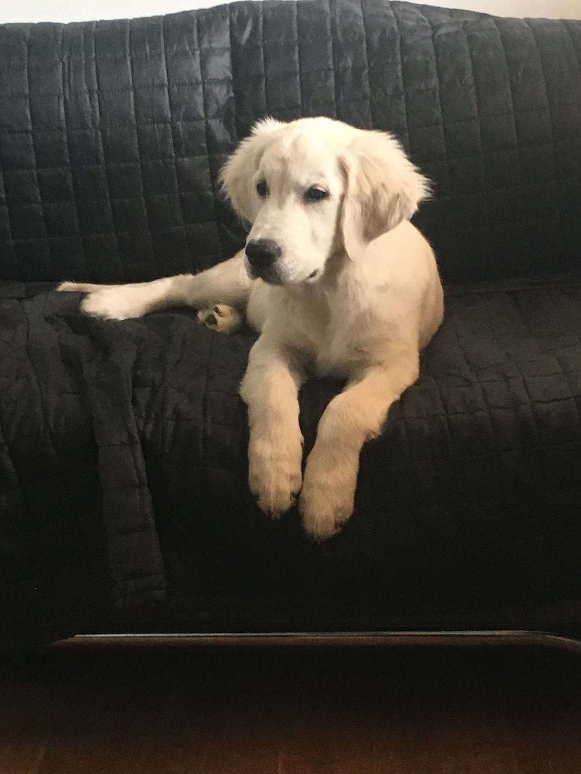 Golden retriever Fabray Globalizer (Delta) billede 31