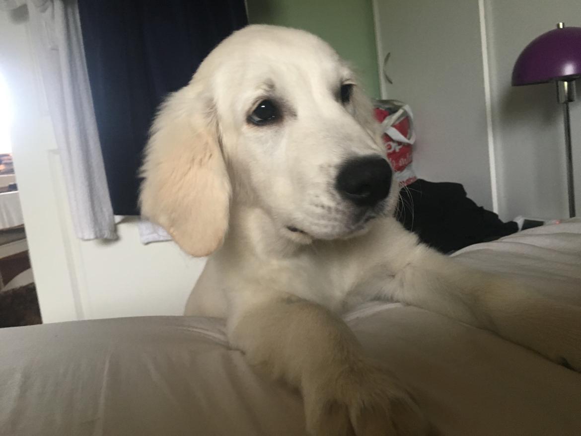 Golden retriever Fabray Globalizer (Delta) billede 32