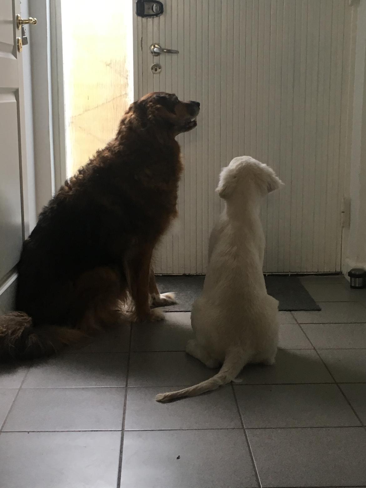 Golden retriever Fabray Globalizer (Delta) billede 33