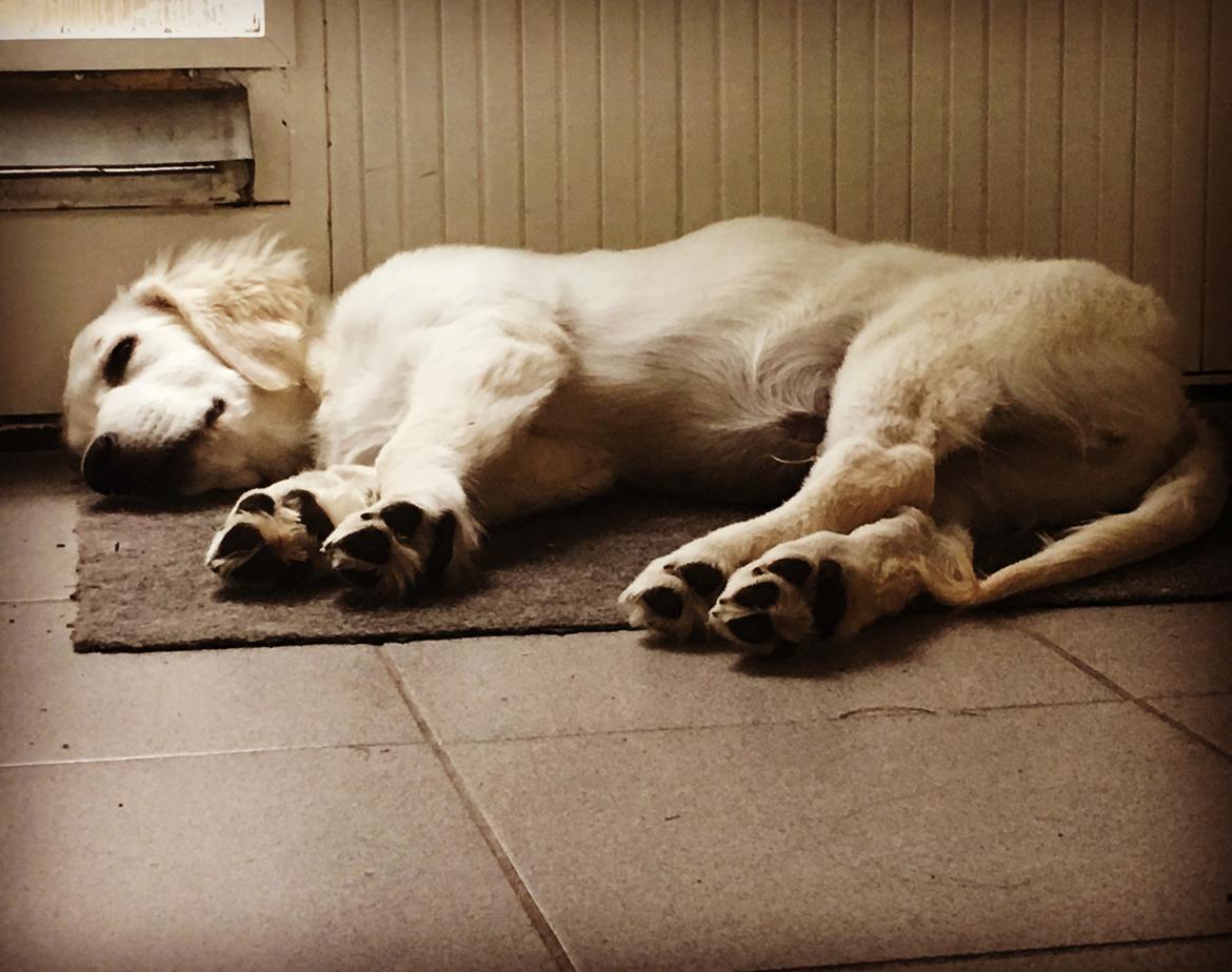 Golden retriever Fabray Globalizer (Delta) billede 30