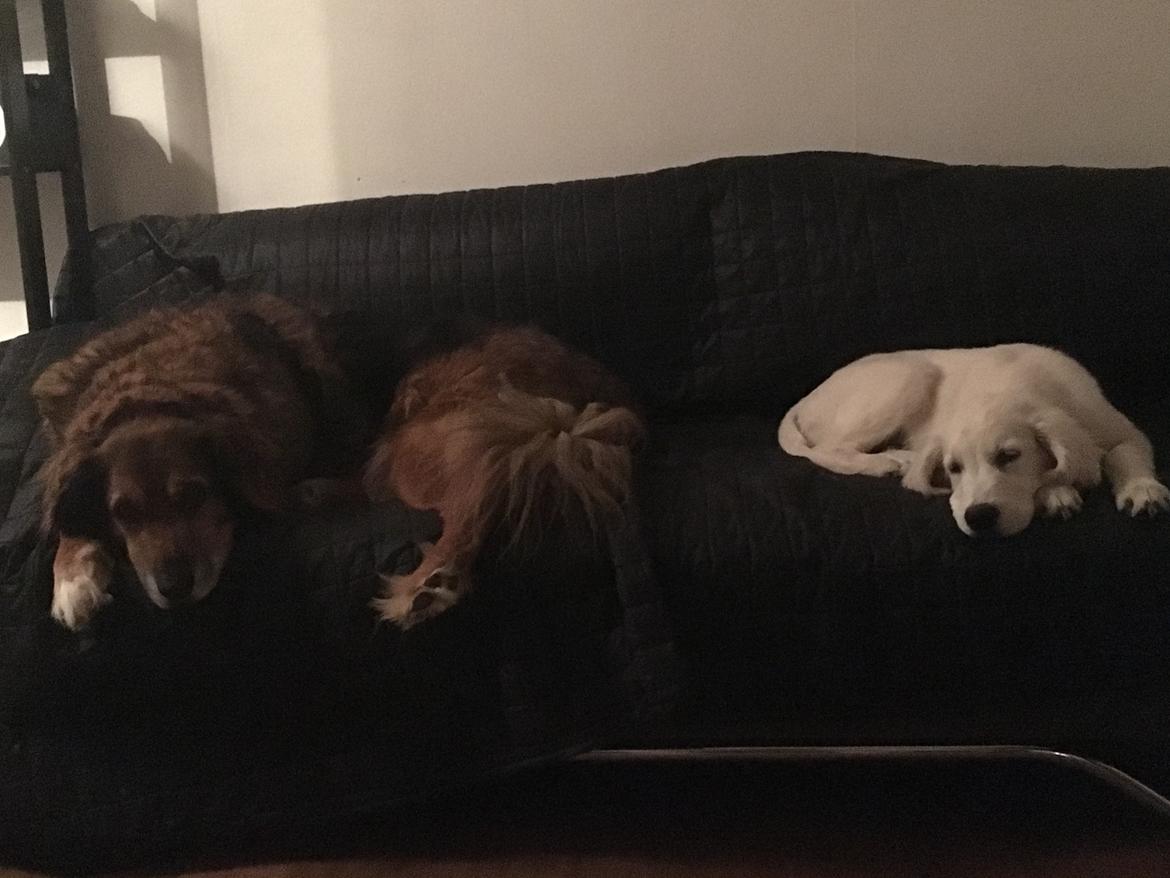 Golden retriever Fabray Globalizer (Delta) billede 35