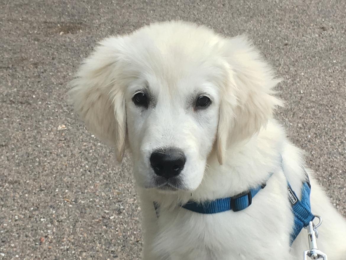 Golden retriever Fabray Globalizer (Delta) billede 34